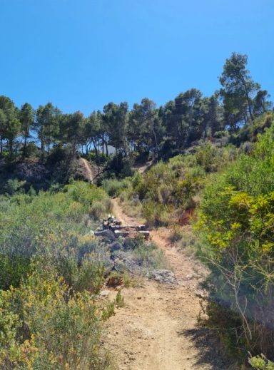 MTB Bike Station - Downhill Enduro - Santa Ponca Ein schmaler Weg führt durch eine grüne Landschaft zu bewaldeten Hügeln.